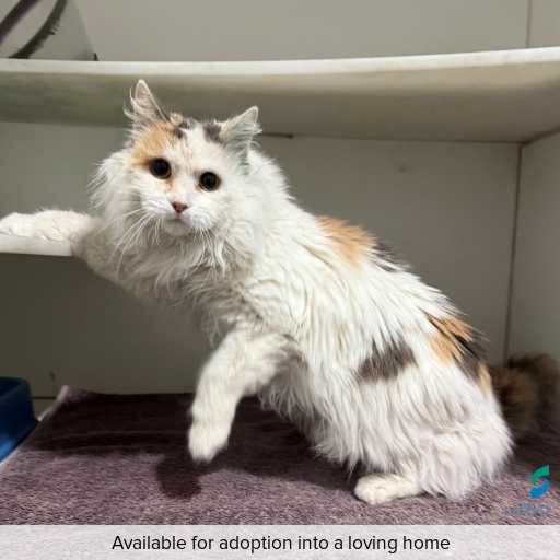 ID: C250757 Photo of cat with ID of : C250757.