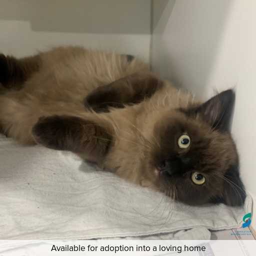 Photo of cat with ID of : C250760.