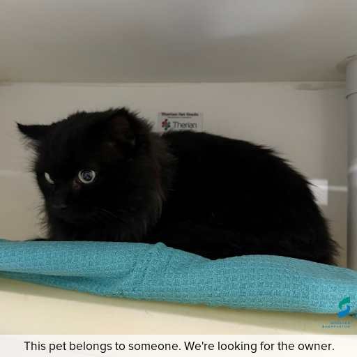 Photo of cat with ID of : C250765.