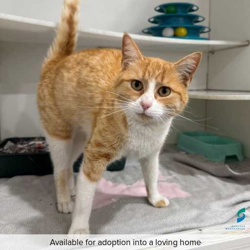 ID: C250769 Photo of cat with ID of : C250769.