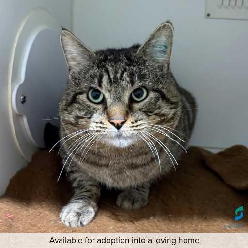 Photo of cat with ID of : C250774.