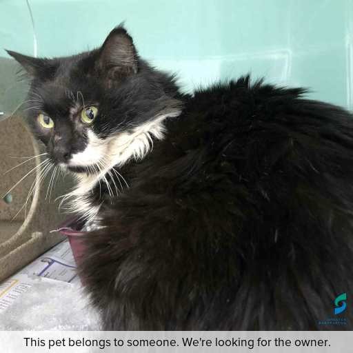 Photo of cat with ID of : C250779.