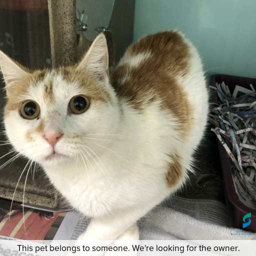 Photo of cat with ID of : C250780.