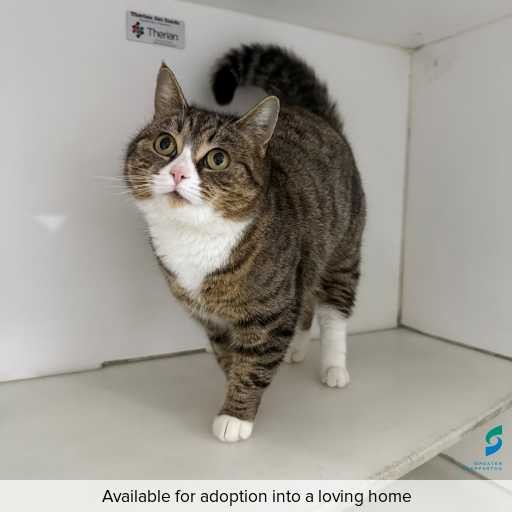 Photo of cat with ID of : C250785.