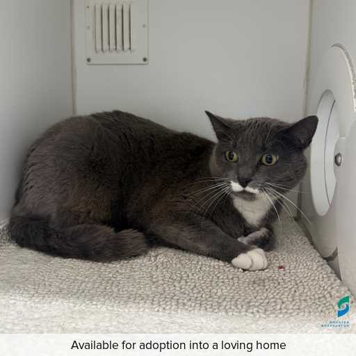 Photo of cat with ID of : C250802.