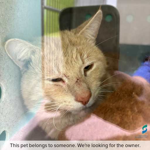 Photo of cat with ID of : C250811.