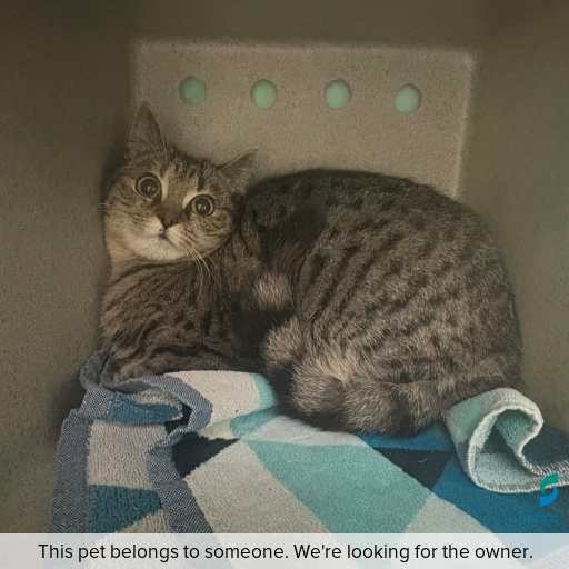 Photo of cat with ID of : C250812.
