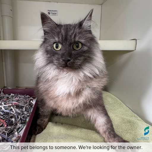 Photo of cat with ID of : C250813.