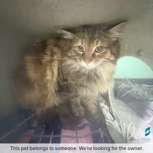 Photo of cat with ID of : C250816.