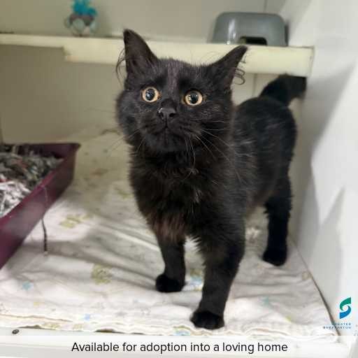 Photo of cat with ID of : C250821.
