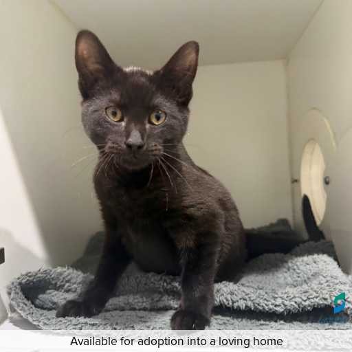 Photo of cat with ID of : C250822.