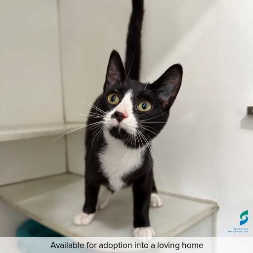 Photo of cat with ID of : C250823.