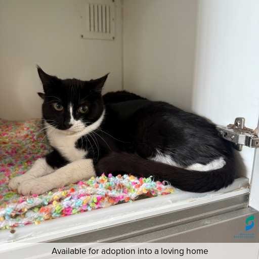 Photo of cat with ID of : C250830.