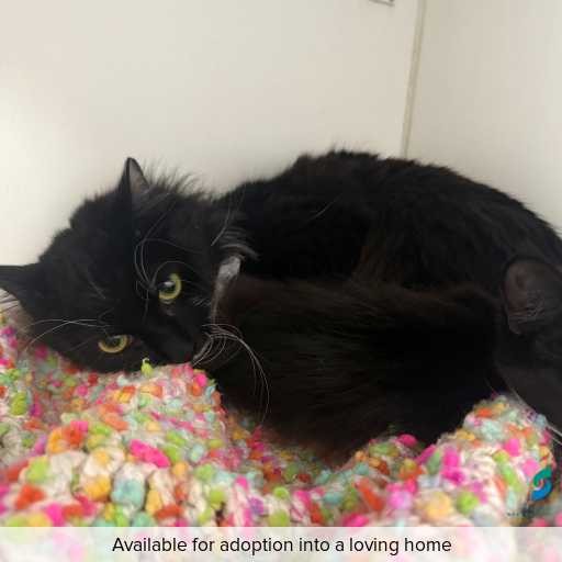 Photo of cat with ID of : C50831.