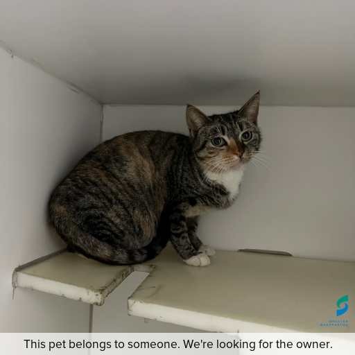 Photo of cat with ID of : C250834.