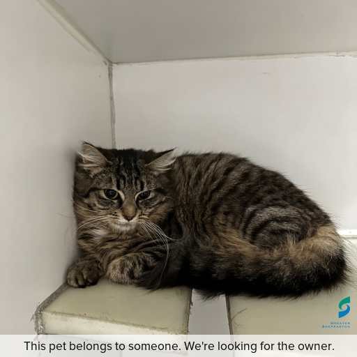 Photo of cat with ID of : C250843.