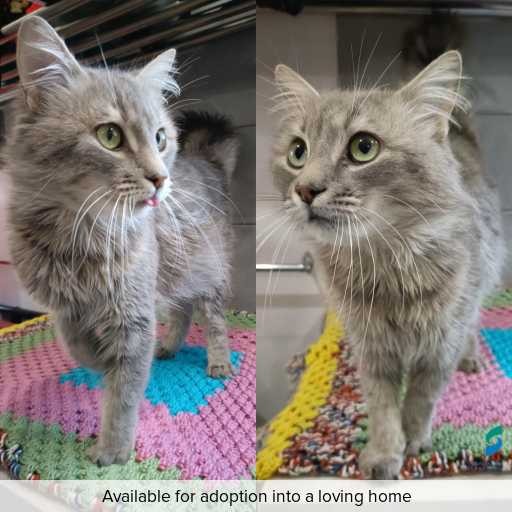 Photo of cat with ID of : C250884.
