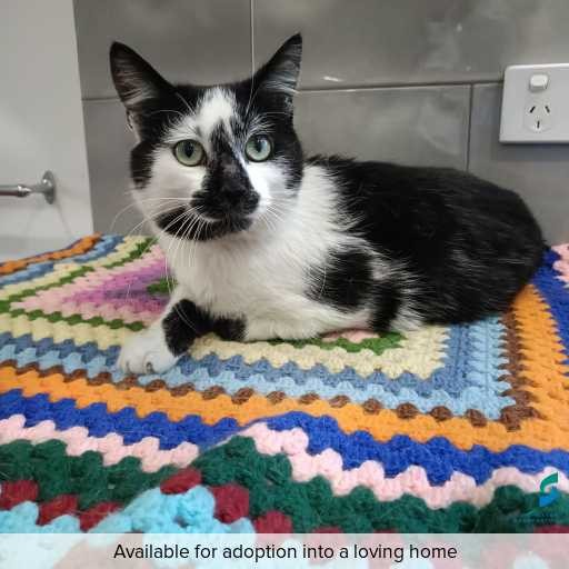 Photo of cat with ID of : C250898.