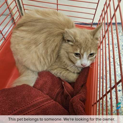 Photo of cat with ID of : C250935.