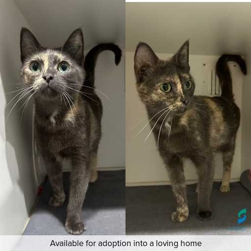 Photo of cat with ID of : C250936.