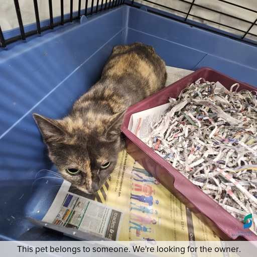 Photo of cat with ID of : C250936.