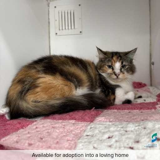 Photo of cat with ID of : C250939.