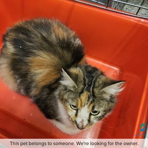 Photo of cat with ID of : C250939.