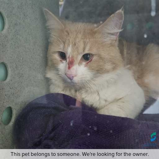 Photo of cat with ID of : C250941.