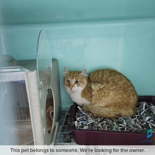 Photo of cat with ID of : C250942.