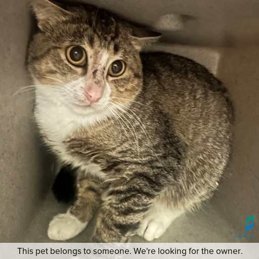 Photo of cat with ID of : C250985.