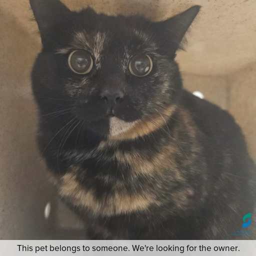 Photo of cat with ID of : C250994.