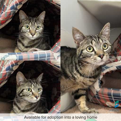 Photo of cat with ID of : C250995.