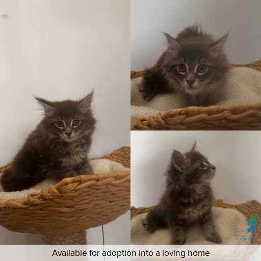 Photo of cat with ID of : C251028.