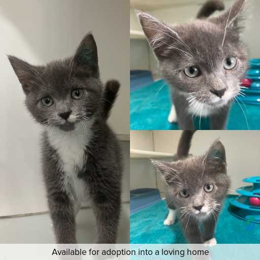 Photo of cat with ID of : C251029.