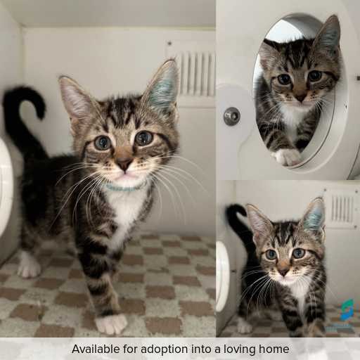 Photo of cat with ID of : C251046.