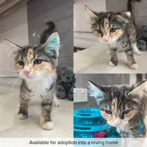 Photo of cat with ID of : C251224.