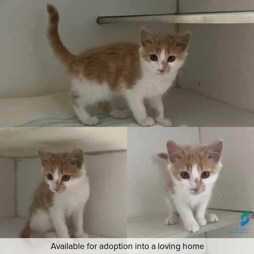 Photo of cat with ID of : C251255.