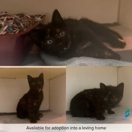 Photo of cat with ID of : C251257.