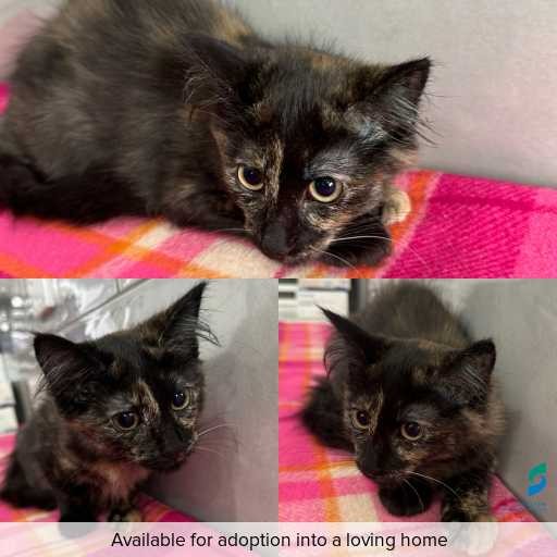 Photo of cat with ID of : C251259.