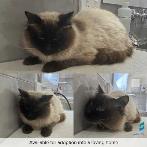 Photo of cat with ID of : C251269.