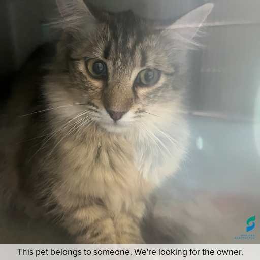Photo of cat with ID of : C251276.