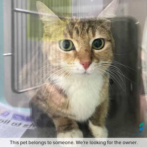 Photo of cat with ID of : C251277.