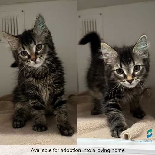 Photo of cat with ID of : C251286.