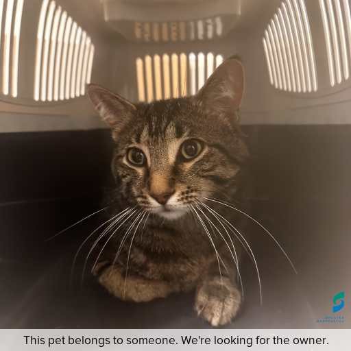 Photo of cat with ID of : C251287.