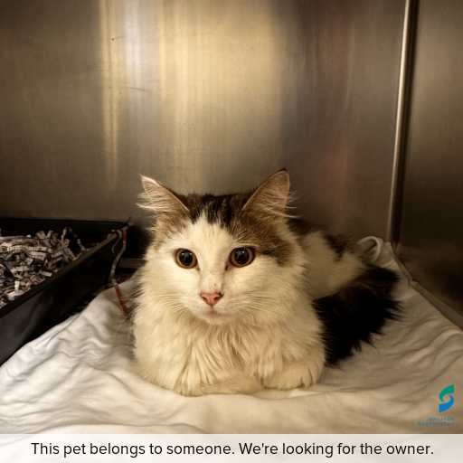 Photo of cat with ID of : C251288.