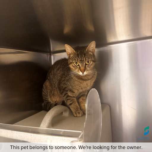 Photo of cat with ID of : C251289.