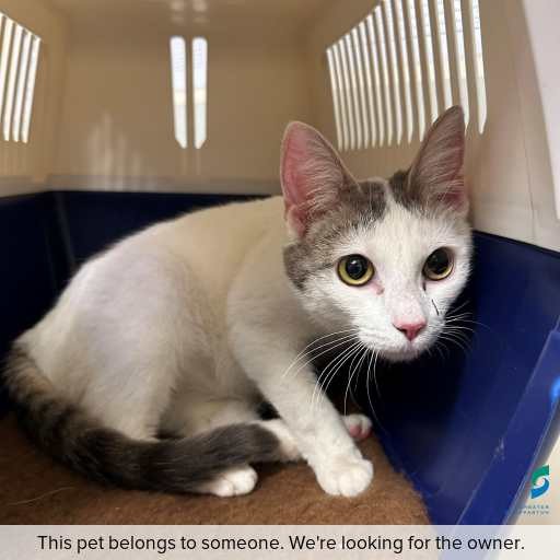 Photo of cat with ID of : C251299.