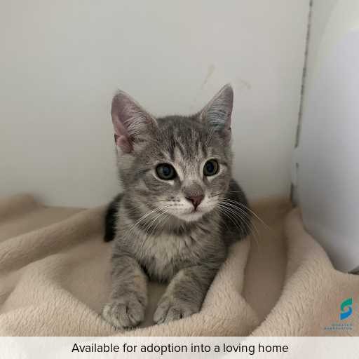 Photo of cat with ID of : C251304.