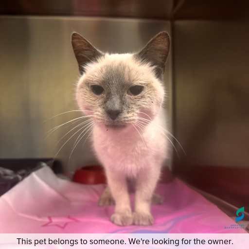 Photo of cat with ID of : C251308.