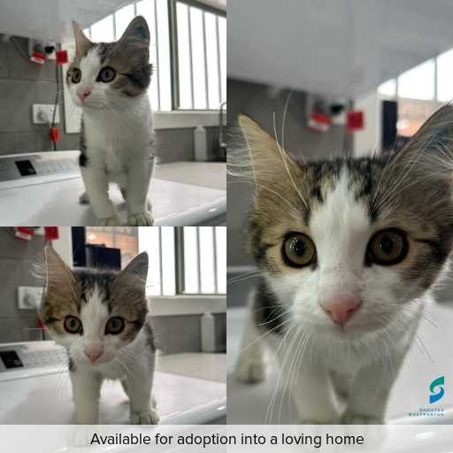 Photo of cat with ID of : C251347.